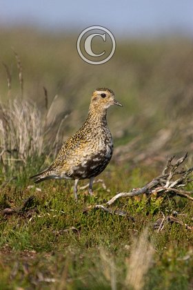 Golden Plover DM0296